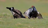 Black Grouse 4